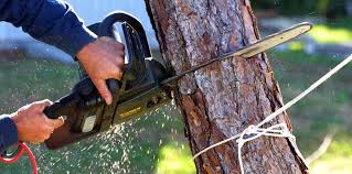 Reliable Fort Ashby, WV  Tree Services Solutions